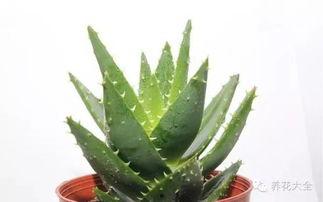 今日頭條蘆薈生命力,生命力旺盛的綠色守護(hù)者