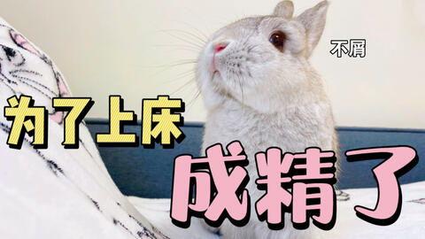 兔子可以吃洋瓜,洋瓜成為新寵