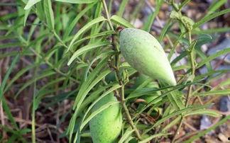 梢瓜可以怎么吃,創(chuàng)意烹飪方法大盤點