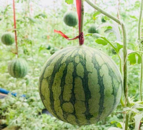 介休吃瓜真實事件,一場網絡輿論的風暴與反思